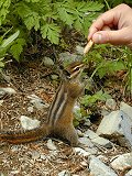 CHIPmunks love CHIPs Ahoy