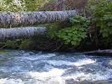 Logs over Gold Creek