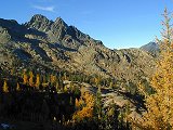 Larch