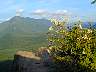 rattlesnake02.jpg
