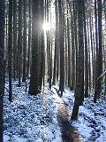 Sunny trail