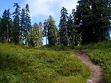 Trail through open meadow