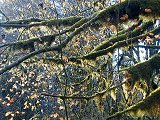 Moss