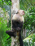 Monkey!