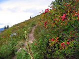 Berry nice trail
