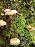 Shroom