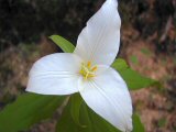 Trillium