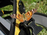 Flutter-by