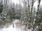 Snowy trail