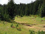 Meadow