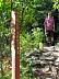 treespring02.jpg