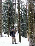 Into the Woods